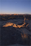 A twisted tree above a broad canyon