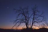 Bare trees silhouetted against an evening sky